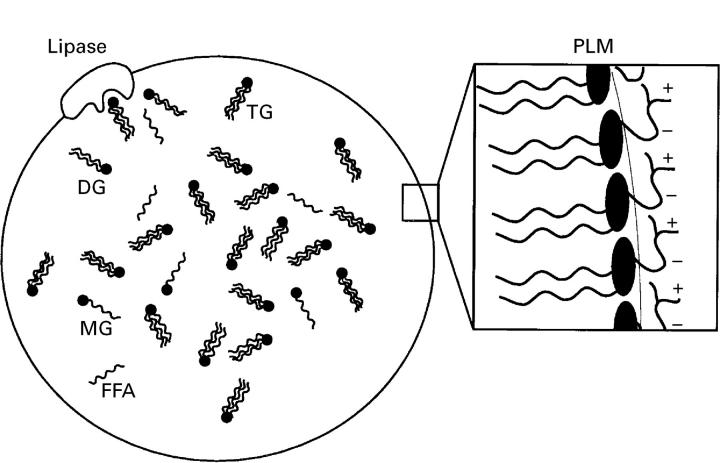 Figure 2  