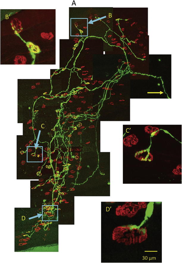 Fig. 3