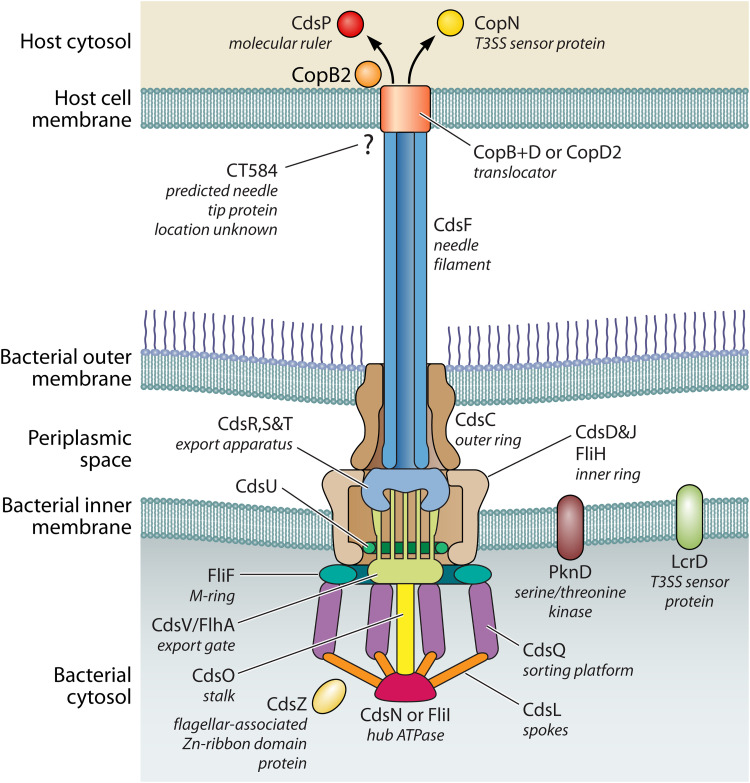 FIG 1