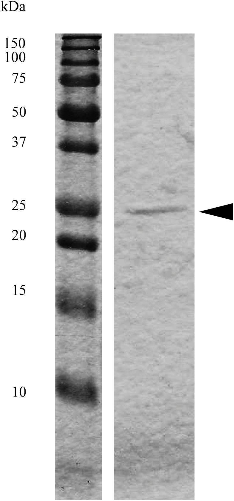 Fig. 3. Electropherograms of pxGSTu1 after purification. Purified protein was subjected to 15% SDS-PAGE followed by staining with Coomassie Brilliant blue. A, Lane 1, protein molecular size markers; lane 2, pxGSTu1 purified by the methods described in the text. Arrow indicates the purified pxGSTu1.