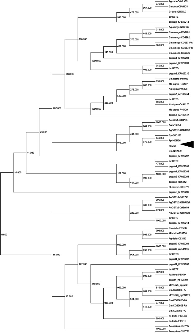 Fig. 2. Phylogenetic analysis of GST amino acid sequences. The phylogenetic tree was constructed with neighbor-joining plot software using GST sequences cited from Swiss-Prot database (http://web.expasy.org/docs/swiss-prot_guideline.html). Each entry contains the species name, GST class, and accession number. Ag, A. gambiae; Md, Musca domestica, Dm, D. melanogaster; Ms, Manduca sexta; Hc, H. cunea; hs, Homo sapiens; bm, B. mori; Ae, Aedes aegypti; Sl, Spodoptera litura; Paxu, P. xuthus; px, P. xylostella; and numbers attached to nodes indicate bootstrap values. Arrow indicates pxGSTu1.