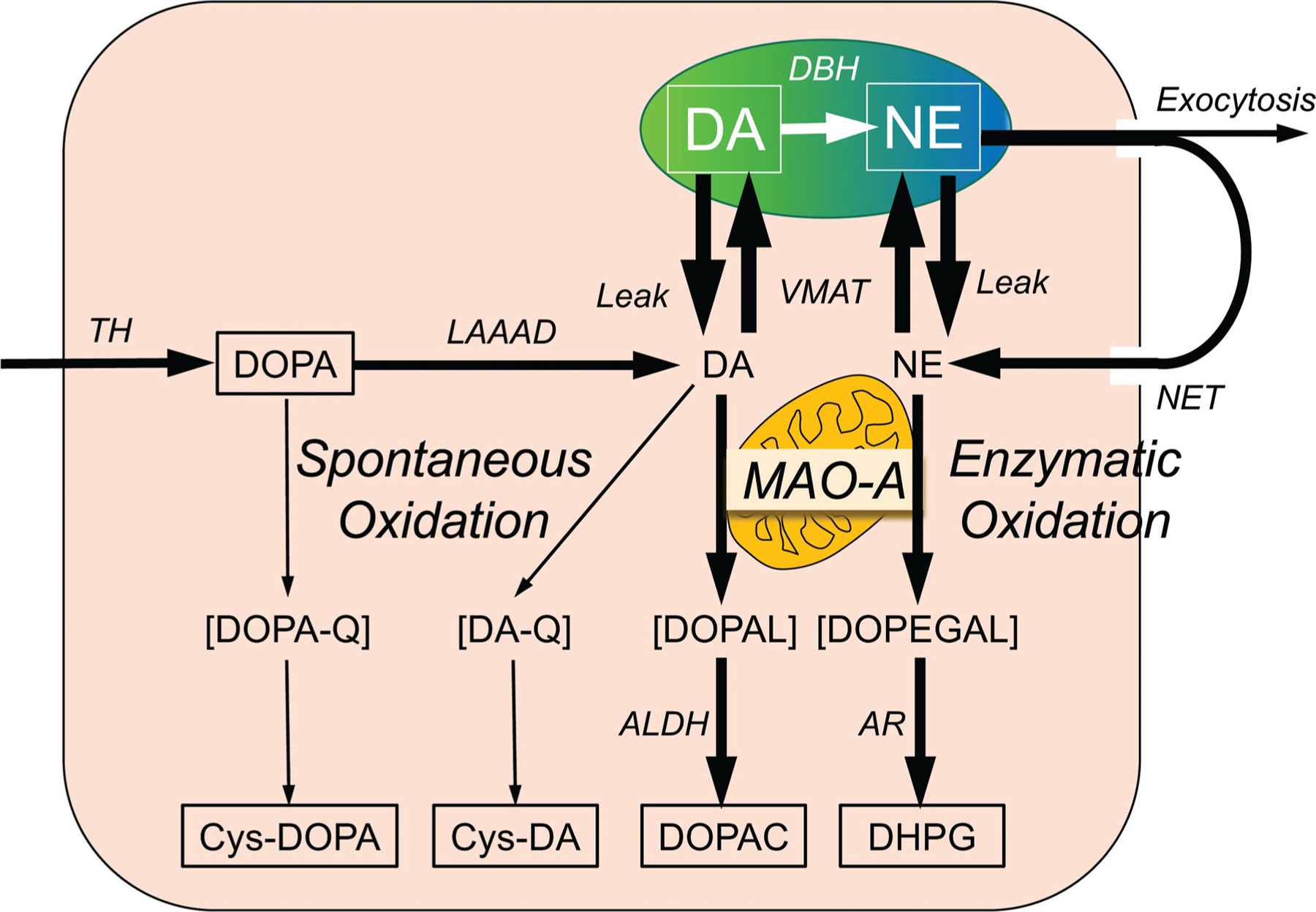 Fig. 3