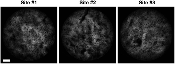 Fig. 3