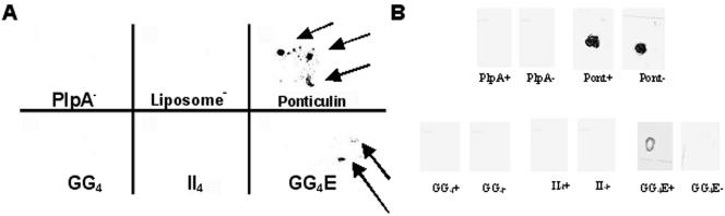 FIG. 8.