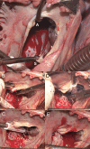 Figure 1: