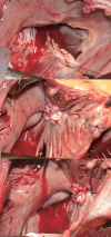Figure 2: