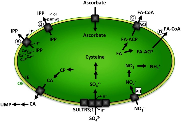 FIGURE 1