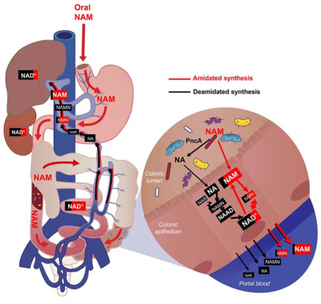 graphic file with name nihms-1568944-f0008.jpg