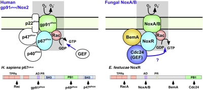 Fig. 6.