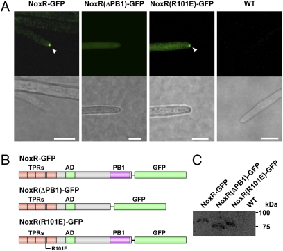 Fig. 4.