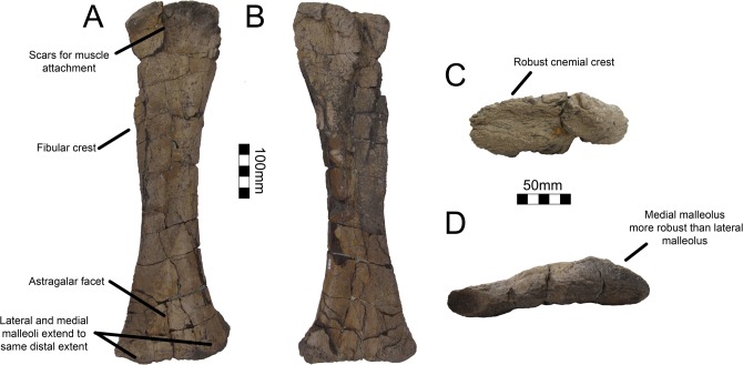 Fig 31