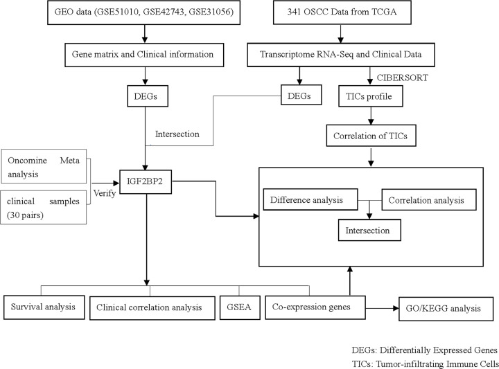 IGF2BP2 maybe a novel prognostic biomarker in oral squamous cell ...