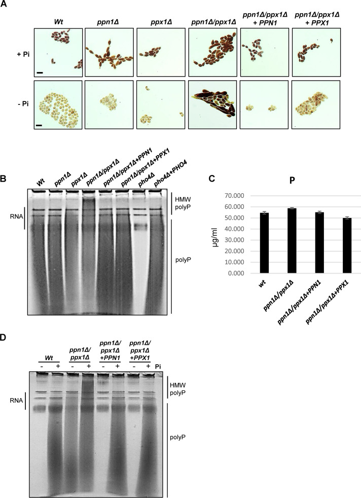 FIG 1