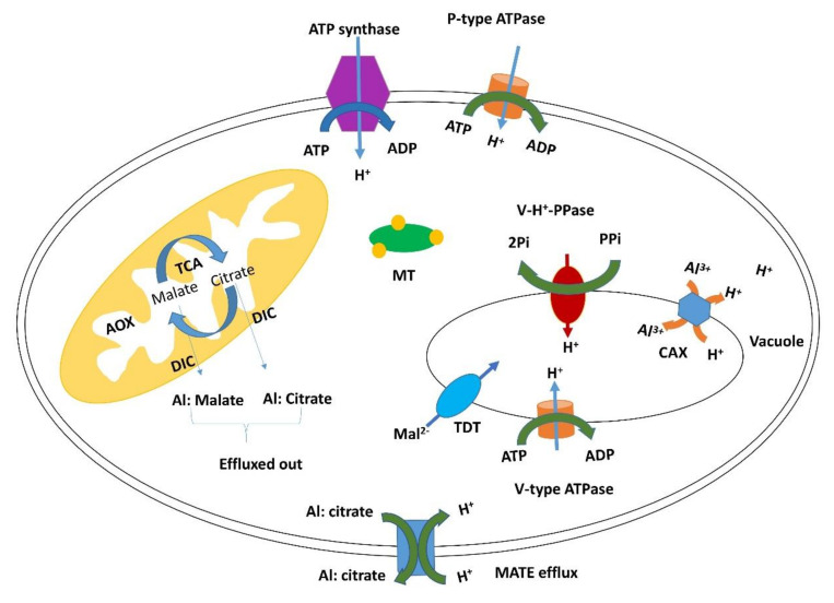 Figure 7