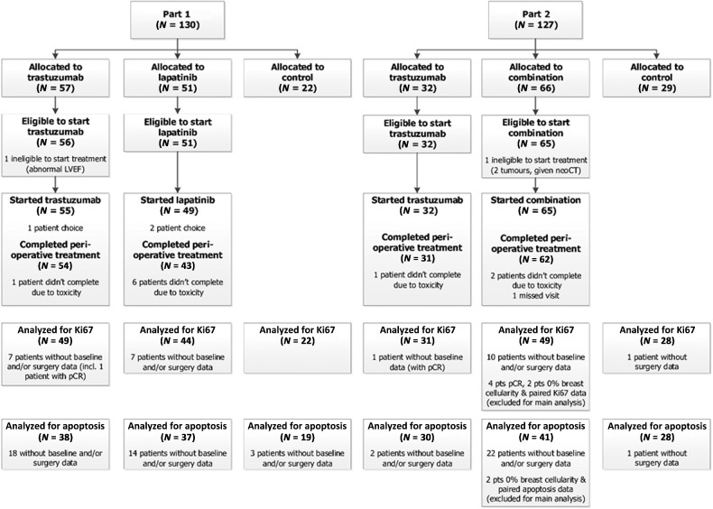 Figure 1. The CONSORT diagram summarizes patients recruited into each part of the trial, patients randomized, patients eligible to start treatment, patients who started treatment, and those who completed perioperative treatment as per protocol. In part 1, 22 patients were allocated to control, 57 to trastuzumab, and 51 to lapatinib; in part 2, 29 were allocated to control, 32 to trastuzumab, and 66 to the combination. Overall, 255 (99%) patients were considered eligible to start treatment and included in the analysis of perioperative endpoints. Of the 204 patients in the treatment groups, 201 patients (99%) received some perioperative treatment, with 190/201 (95%) completing the 11 days of perioperative treatment. The figure also describes how many patients available for analysis of coprimary endpoints Ki67 and apoptosis. Only patients with both paired samples and enough tumor tissue for biomarker analysis were included in the analysis: 223 patients (88%) had paired Ki67 data and 193 (76%) had paired apoptosis data available for analysis. Patients with pCR or 0% breast cellularity were excluded from main analysis of Ki67 and apoptosis.