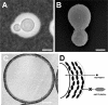 FIG. 2.