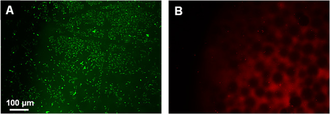 Fig. 10