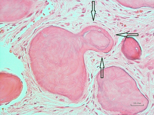 Fig. 5