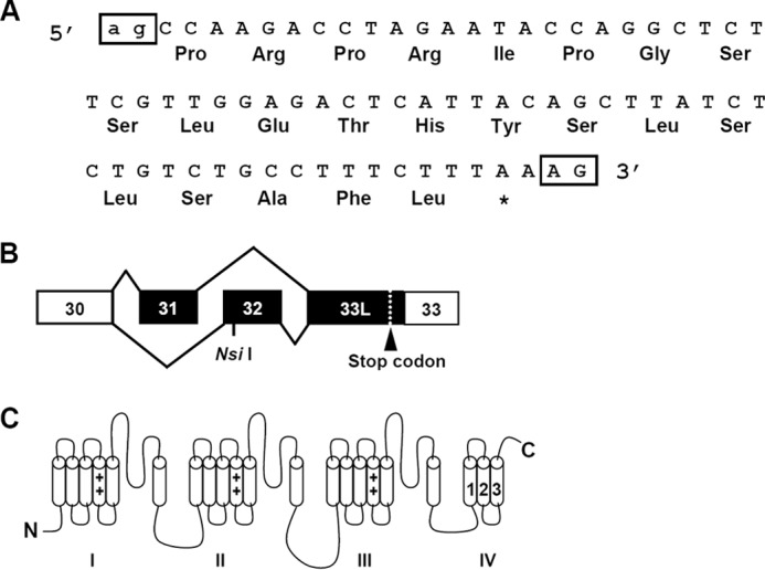 FIGURE 3.