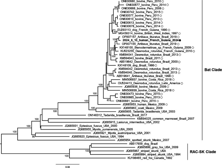 A phylogenetic tree shows species relationships from Peru, Brazil, and the USA. The Bat Clade includes bovine, dog, and bat species, and the RAC-SK Clade contains skunks, foxes, and humans. Branches represent evolutionary divergence between species.