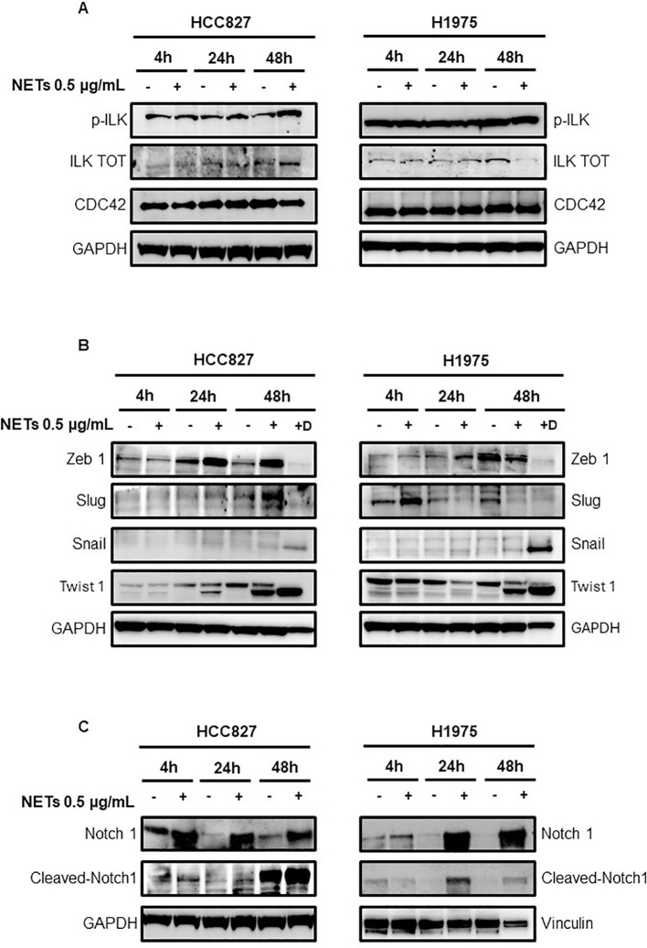 Figure 6