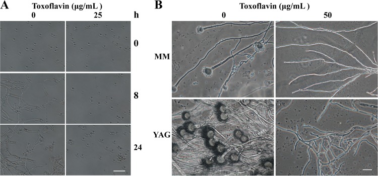 FIG 4