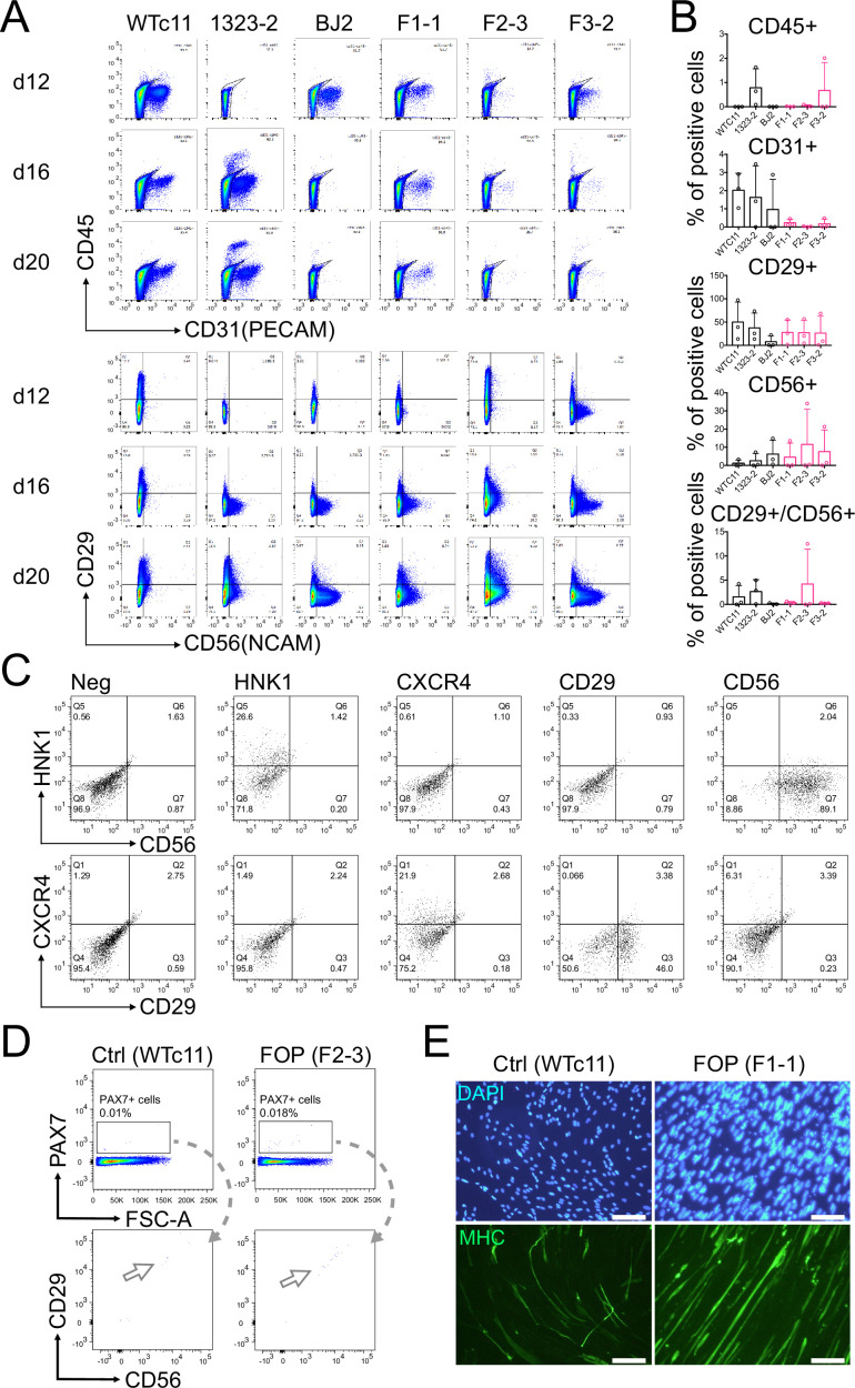 Figure 3—figure supplement 1.