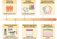 Graphical Abstract