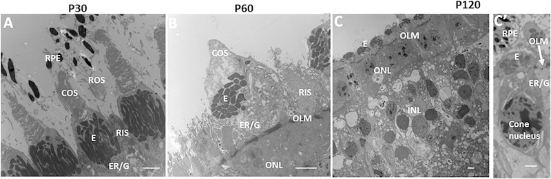 Figure 5.