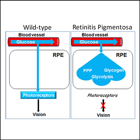 graphic file with name nihms-1536142-f0001.jpg