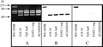 FIG. 2.