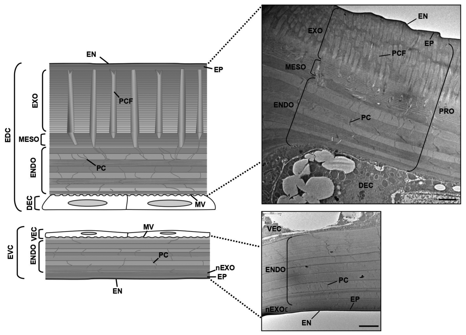 Fig. (6).