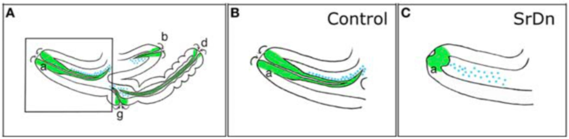 Fig. (11).