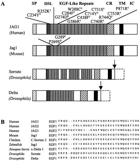 Figure  5