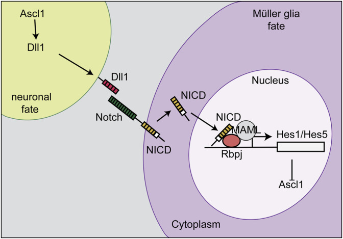 FIGURE 9