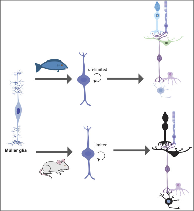 FIGURE 11