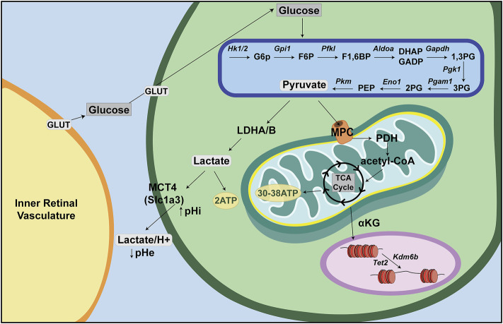 FIGURE 2