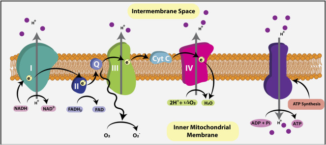 FIGURE 3