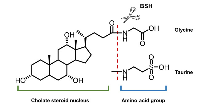 Figure 11