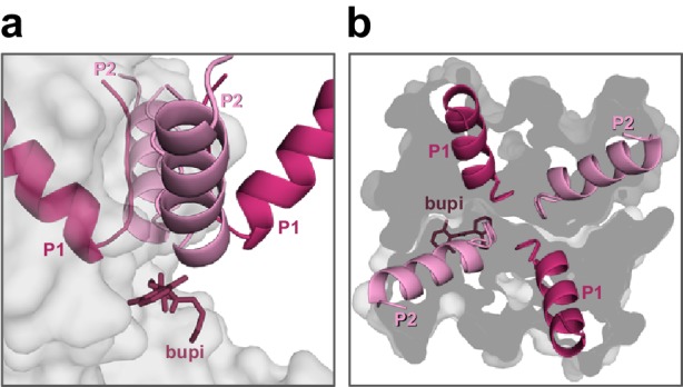 Figure 3—figure supplement 1.