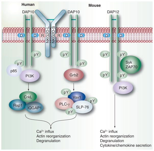 NK cells: immune cross-talk and therapeutic implications - PMC