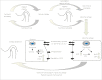 Figure 4 -