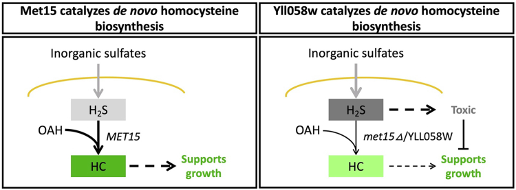 Figure 5