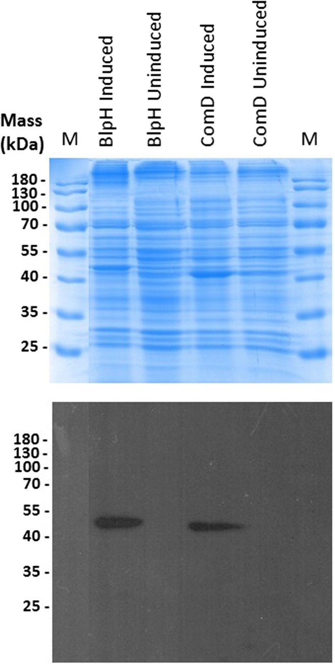 Fig. 2