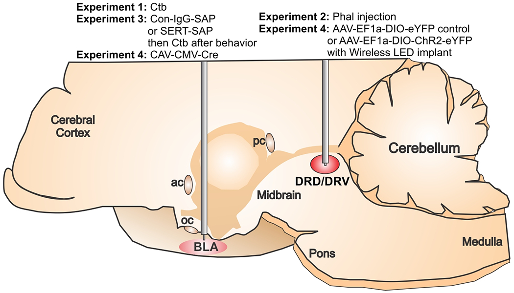 Figure 1: