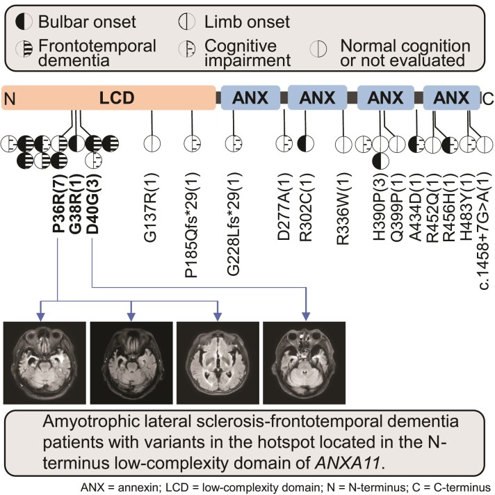 Graphical abstract