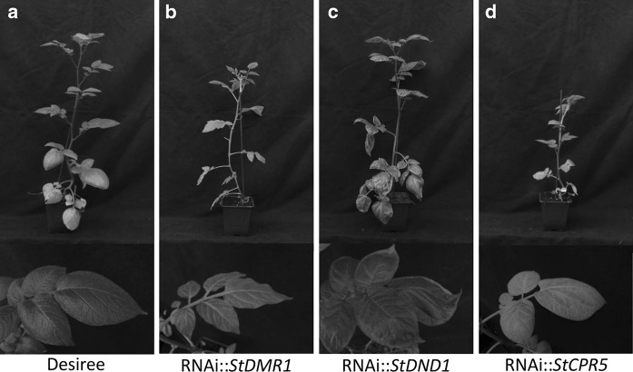 Fig. 3