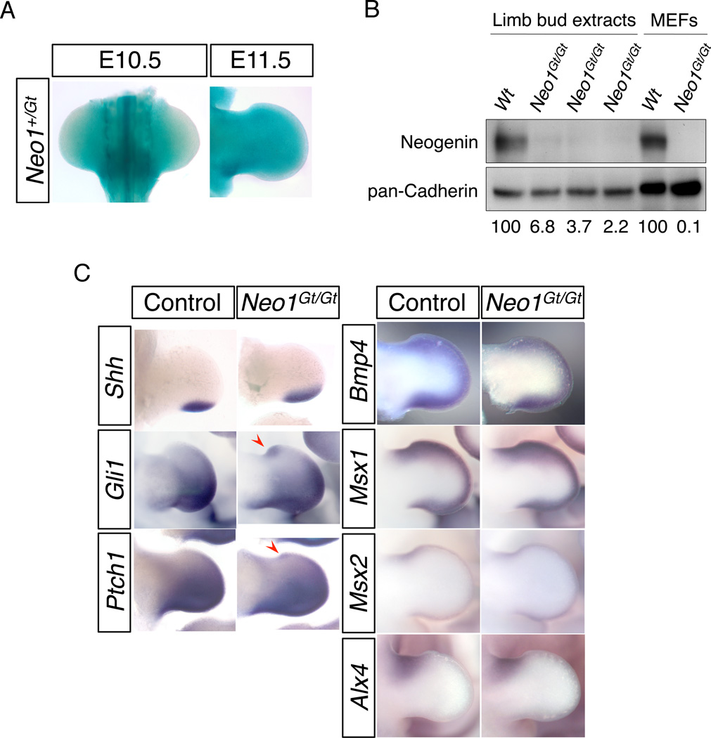 Fig. 2