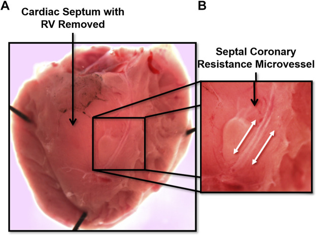 Figure 7.