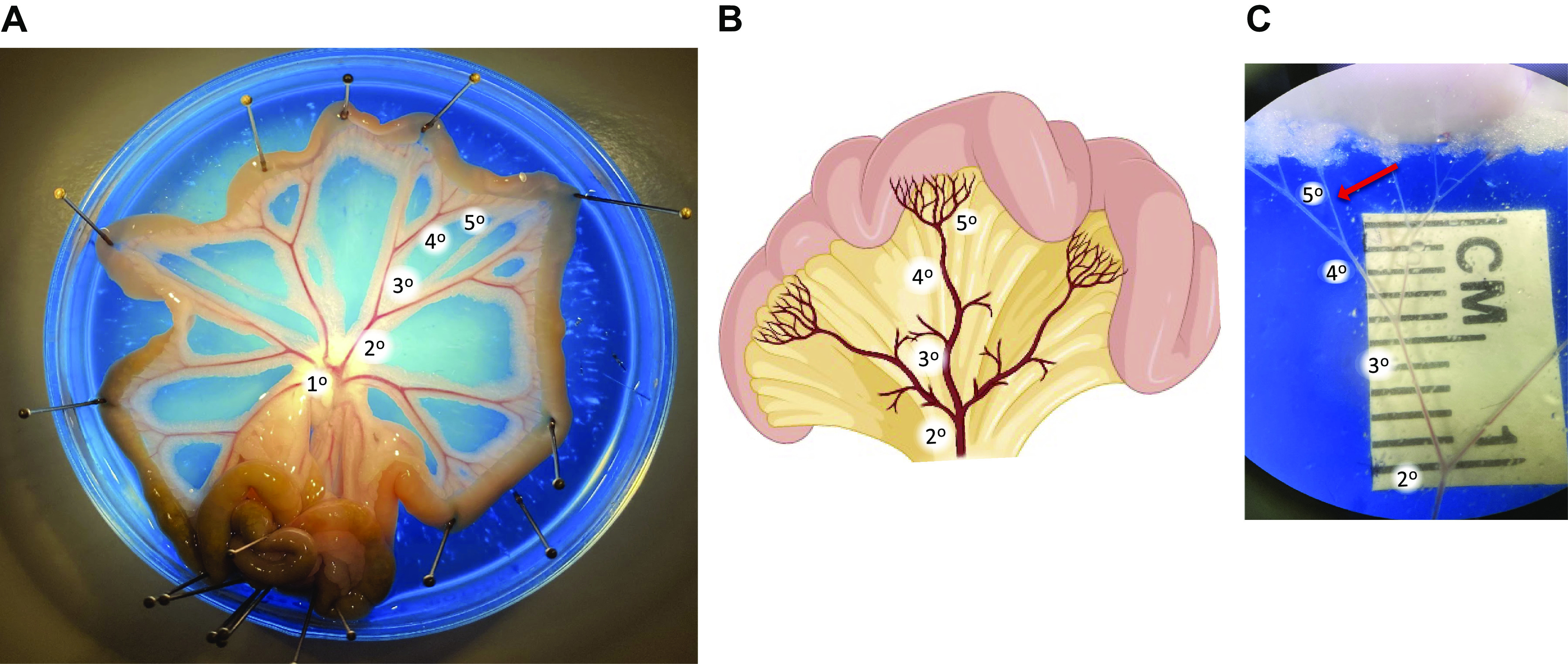 Figure 6.